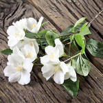 Merengue - 