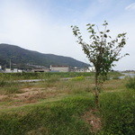 山下うどん - すぐ前は川　※2014年10月