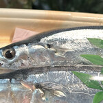 生鮮市場TOP - 料理写真:脂が凄いのった新さんま　背中が盛り上がってます　byまみこまみこ