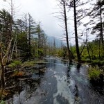 アルペンローゼ - .....岳沢湿原.....