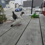 1954 Fukuoka - 養殖中の鳩さん(￣ー￣)ﾆﾔﾘ　塩パン旨いって言いながら食うねん(笑)