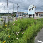 桃花水 - お花の産地？