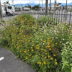 桃花水 - お花の産地？