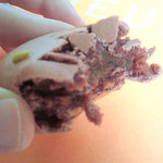 アルデュール - マカロンショコラフランボワーズ。