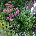 シークレット レストラン カメ - 