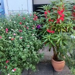 シークレット レストラン カメ - 