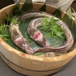 鮨よしかわ 海道 - 大きめ？の穴子たち