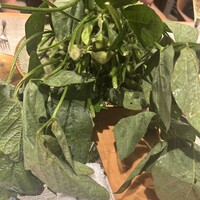 SUGALABO - 