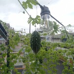 小田原ガレージブリューイング - 