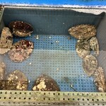 白鳥丸 - 生簀　あわび