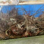 白鳥丸 - 生簀　伊勢海老