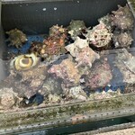 白鳥丸 - 生簀　さざえ