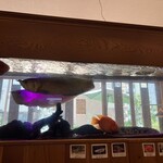 中国小麦粉料理専門店恵泉 - お魚たちも元気でした