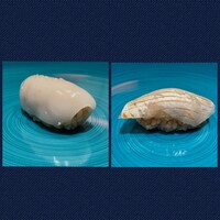 鮨 urag - 新イカ(スミイカBABY(•@•⑉))✨
                    メイチダイ昆布締め 10日目✨