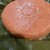 鱒の寿し　まつ川 - 料理写真: