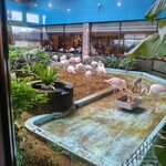 メヒコ 守谷フラミンゴ館 - 