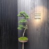 KOFFEE MAMEYA - 