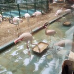 メヒコ  - フラミンゴ