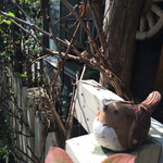 カフェひびきや - 