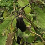 しのはら - 茄子