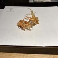 天七 - 