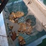 室戸屋ジロー - いけす