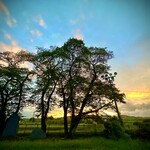 イタリアンレストラン ぼのボ～ノ - 