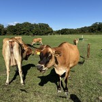 ジャージーの箱庭 - 