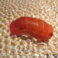 北新地 すし通 - 