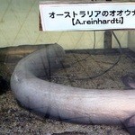 雑魚寝館 - 生きてます。５０万円で購入（輸送費込み）。　もっと、太ってたそうです。