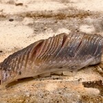 銀座 鮨 しょう介 - 