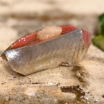 銀座 鮨 しょう介 - 