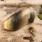 銀座 鮨 しょう介 - 