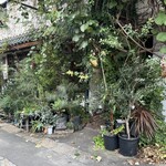 CLAMP COFFEE SARASA - 