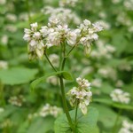 長沢茶屋 - 蕎麦の花