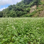 長沢茶屋 - 長沢茶屋の蕎麦畑