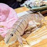 鮨匠 のむら - クリスタル蝦蛄