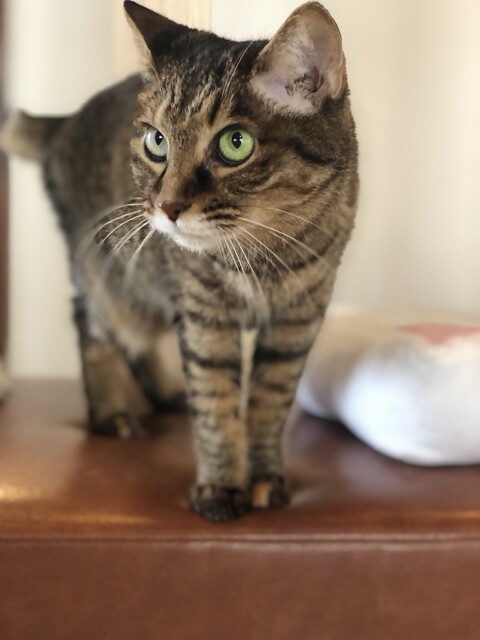 Neko Cafe Rabuneko - Nishi Yon Chome/Other | Tabelog