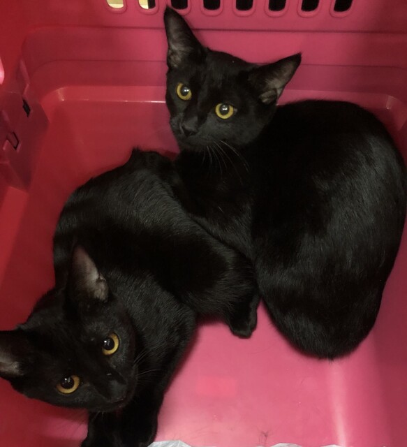 Neko Cafe Rabuneko - Nishi Yon Chome/Other | Tabelog