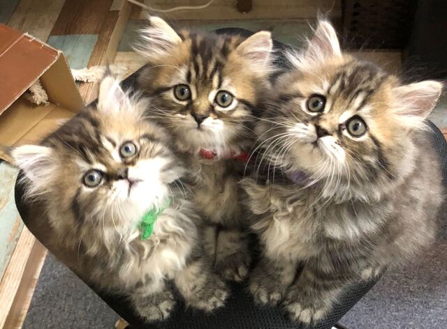 Neko Cafe Rabuneko - Nishi Yon Chome/Other | Tabelog