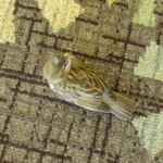 Sheraton Kona Resort & Spa at Keauhou Bay - 頭をぶつけて 落ちて来た雀