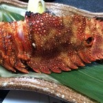 ふじ木 - 可愛いし