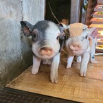 タヴェルナハンバーグ - 