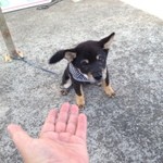 ピッザピッザピッザ - 2014,10,25祝開店1周年