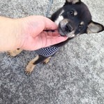 ピッザピッザピッザ - 2014,10,25祝開店1周年