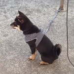 ピッザピッザピッザ - 2014,10,25祝開店1周年