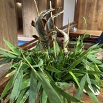 Asuka Utsunomiya Ten