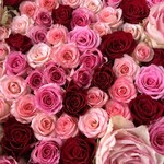 ウェステリア - 