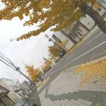 灯泉房 - 街路樹の落ち葉すごかった！