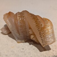 鮨 こしかわ - 今治産キス